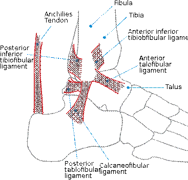 ankle ligaments